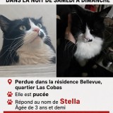 stella