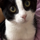 Elya