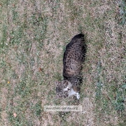 Photo de chat trouvé à Bouguenais