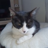 SISSI