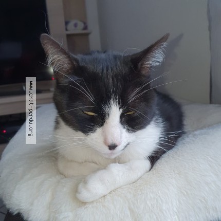 Photo de chat perdu à Beaumont
