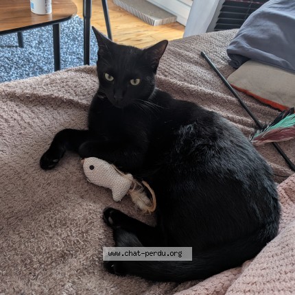 Photo de chat perdu à Soulignonnes
