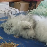 sacha