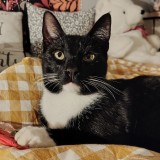 chi