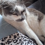 Mimi