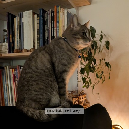 Photo 1/1 Charette Chat perdu à Villeurbanne