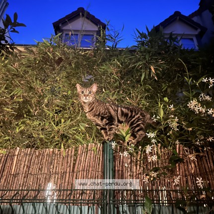 Photo de chat perdu à Paris
