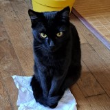 Jiji