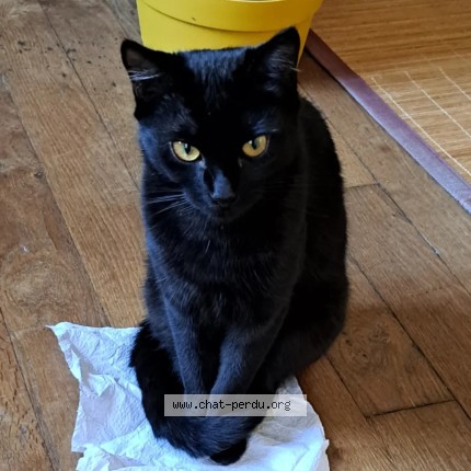 Photo 1/1 Jiji Chat perdu à Dijon