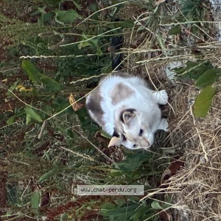 Photo de chat perdu à Saint Maudan