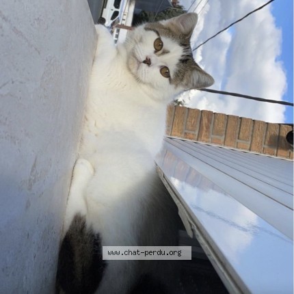 Photo 1/1 BAKI Chat perdu à Dechy