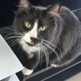 bagheera
