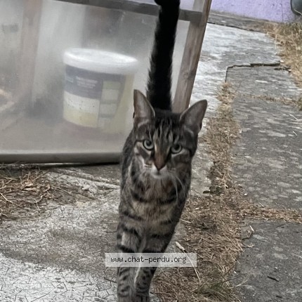 Photo 1/1 Chat trouvé Trouvé à Pontault Combault