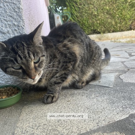 Photo 2/4 Chat trouvé Trouvé à Pontault Combault