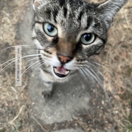 Photo 4/4 Chat trouvé Trouvé à Pontault Combault