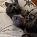 mimi