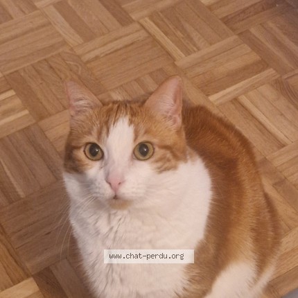 Photo 1/1 Bambam Chat perdu à Chavannes Pres Renens