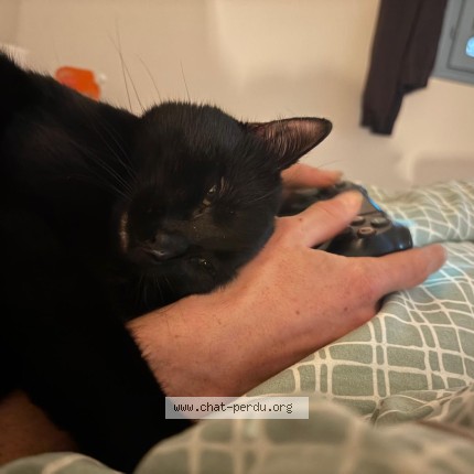 Photo de chat perdu à Toulouse