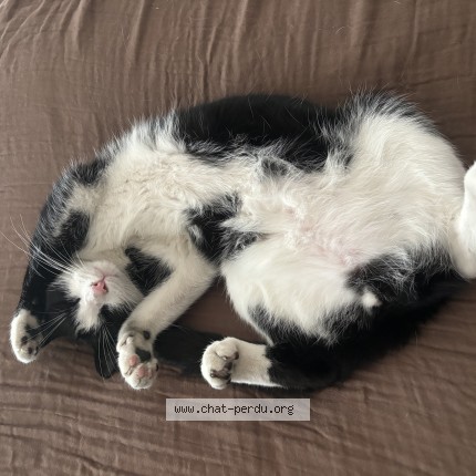 Photo de chat perdu à Lille
