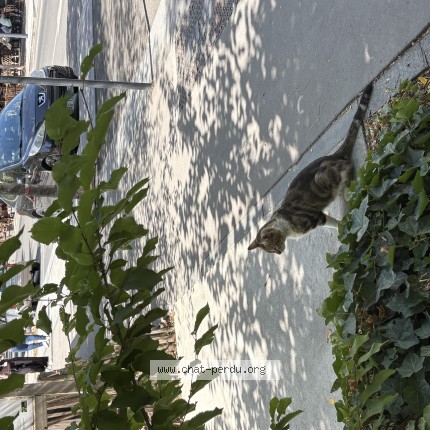 Photo de chat trouvé à Saint Denis