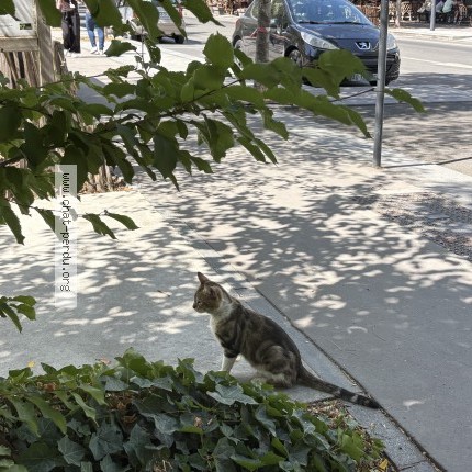 Photo 1/1 Chat trouvé Trouvé à Saint Denis