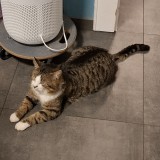 Petitchat