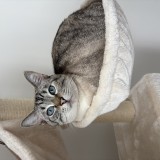 Nala