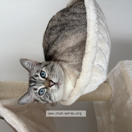 Photo de chat perdu à Ancenis