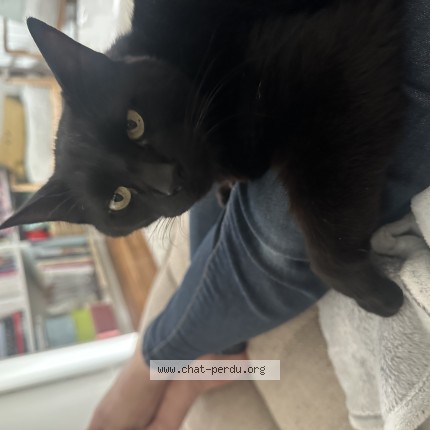 Photo de chat perdu à Nantes