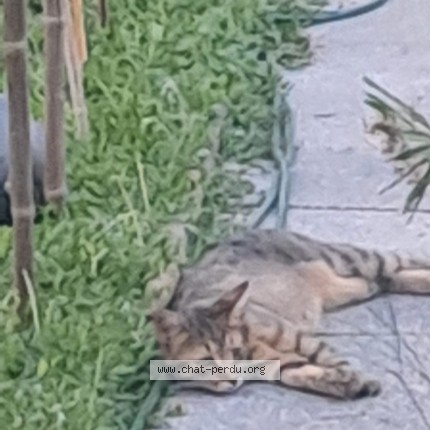Photo 1/1 Chat trouvé Trouvé à Albigny Sur Saone