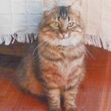 Fifi