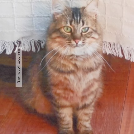 Photo de chat perdu à Chanteloup Les Vignes
