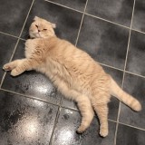 Simba