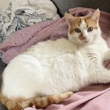 lilou