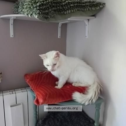 Photo de chat perdu à Raimbeaucourt