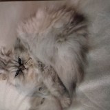 Loulou