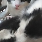 M.Feliix