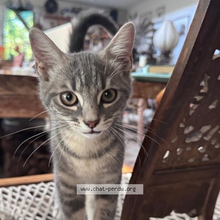 Photo de chat trouvé à Montmorency