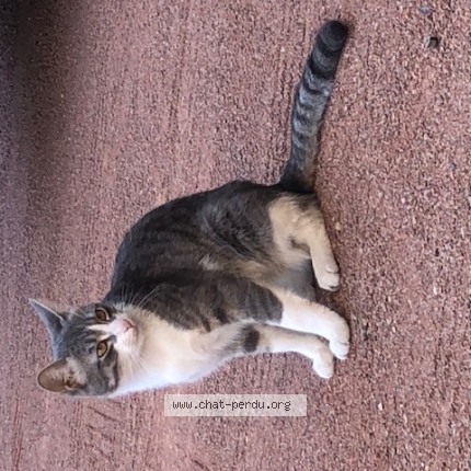 Photo de chat trouvé à Tarare
