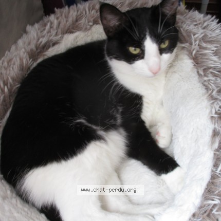 Photo 1/1 POUPOULE Chat perdu à Alencon