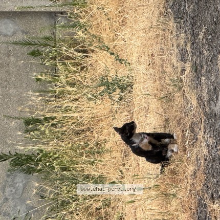 Photo de chat trouvé à Pavillons Sous Bois