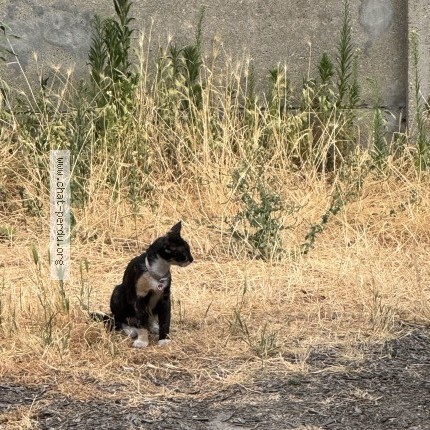 Photo 1/1 Chat trouvé Trouvé à Pavillons Sous Bois