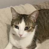 milo