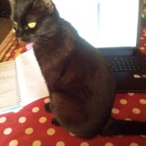 cachou
