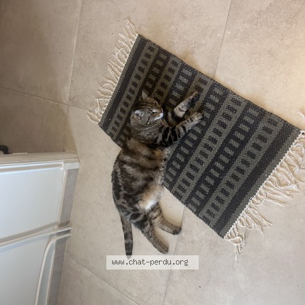 Photo de chat perdu à Saint Martin De Crau