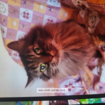 Photo 1/1 Chat retrouvé Perdu à Trelaze