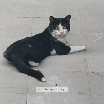 Photo 1/1 Chat trouvé Trouvé à Anderlecht