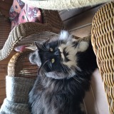 Mr Ponpom