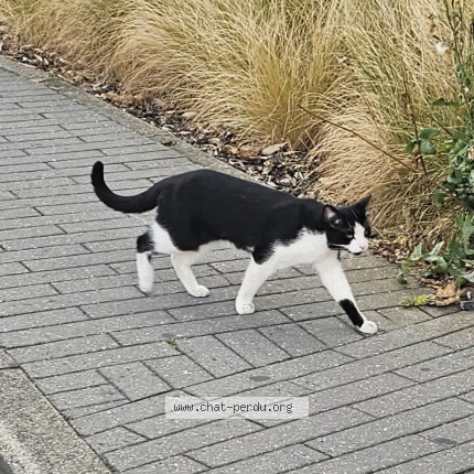Photo 1/1 Chat trouvé Trouvé à Schaerbeek