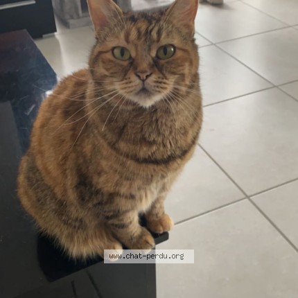 Photo de chat perdu à Brignais
